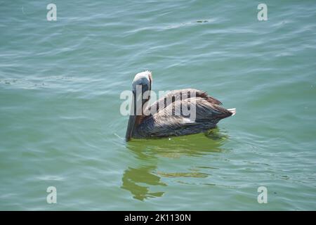 Pelican flottant sur l'eau Banque D'Images