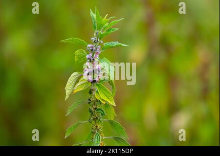 Plante médicinale leonurus cadriaca ou motherwort poussant dans le jardin en été Banque D'Images