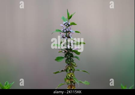 Plante médicinale leonurus cadriaca ou motherwort poussant dans le jardin en été Banque D'Images