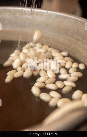 cocons de silkworms blancs élevés pour produire de la soie , soie brute Banque D'Images