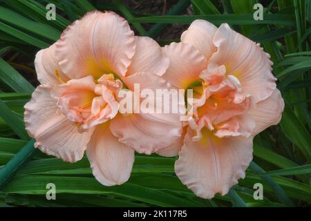 Gros plan de deux fleurs de nénuphars rose vif avec pétales à volants (Hemerocallis Siloam Double Classic) photographiés sur fond vert foncé. Banque D'Images