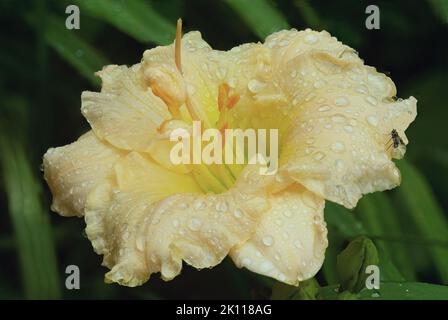 Un gros plan isolé de gouttes de pluie et un survol de fleurs de carrioles colorées (Hemerocallis Schnicknf Fritz) avec des pétales de couleur crème à volants. Banque D'Images