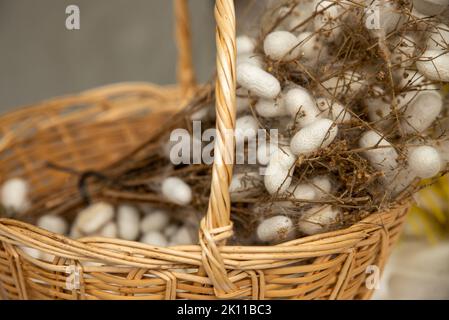 cocons de silkworms blancs élevés pour produire de la soie , soie brute Banque D'Images