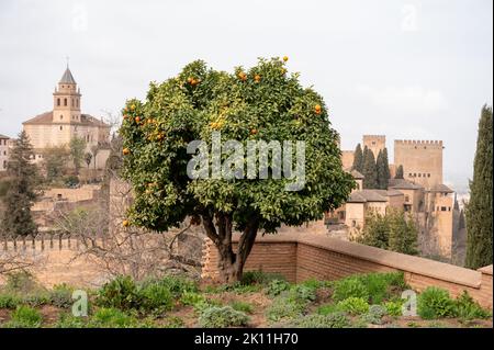 Vue sur l'orangier vert avec des agrumes mûrs et la forteresse médiévale Alhambra à Grenade, Andalousie, Espagne au printemps Banque D'Images