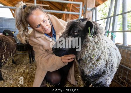 Lorna McKillop, de Hamilton, avec quelques brebis durant une formation de 6 semaines, d’une production en petits lots, par l’entremise de la fondation Prince. Date de la photo: Mercredi 14 septembre 2022. Banque D'Images