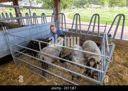 Lorna McKillop, de Hamilton, avec quelques brebis durant une formation de 6 semaines, d’une production en petits lots, par l’entremise de la fondation Prince. Date de la photo: Mercredi 14 septembre 2022. Banque D'Images