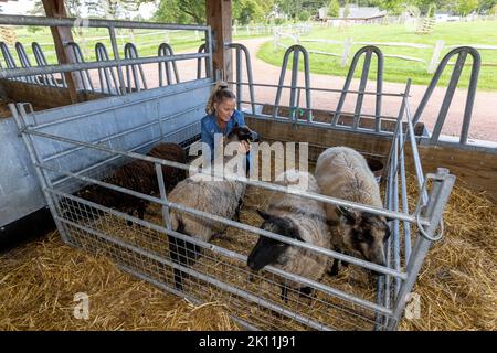 Lorna McKillop, de Hamilton, avec quelques brebis durant une formation de 6 semaines, d’une production en petits lots, par l’entremise de la fondation Prince. Date de la photo: Mercredi 14 septembre 2022. Banque D'Images