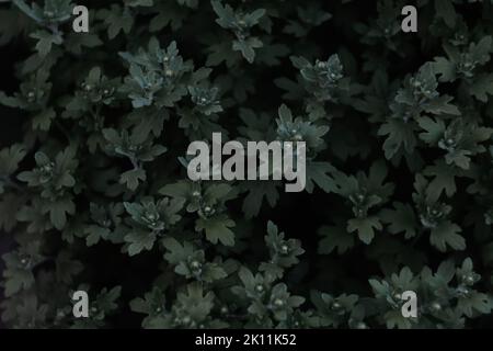 Flou artistique sur les feuilles de hrysanthemum. Jeunes pousses avec des feuilles sans fleurs Chrysanthemum. Cadre vert foncé. Motif fleuri. Hors foyer Banque D'Images