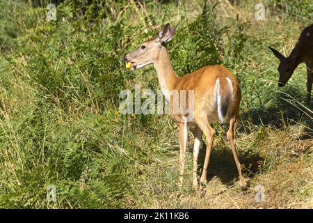 Une femelle de cerf de Virginie se tient dans une grande herbe et des mauvaises herbes avec une pomme dans sa bouche à coeur d'Alene, Idaho. Banque D'Images