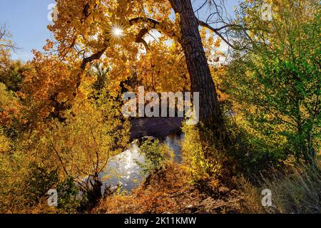 Les couleurs d'automne par Cherry Creek à Denver, Colorado avec le soleil qui coule à travers les feuilles et se réfléchit dans l'eau ci-dessous. Banque D'Images