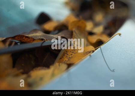 Permet de déconcentrer les feuilles jaunes sur le pare-brise de la voiture pendant les gelées d'automne. Concept de saison et de transport. Gros plan de l'essuie-glace de voiture avec l'érable d'automne Banque D'Images