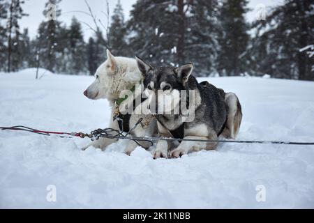 Traîneau à chiens ayant un arrêt, chiens de repos Banque D'Images
