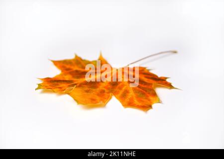 Effet de flou artistique sur fond blanc. Texture, arrière-plan, motif. Feuilles d'érable d'automne. Arrière-plan de la feuille d'érable. Avance d'automne. Automne Banque D'Images