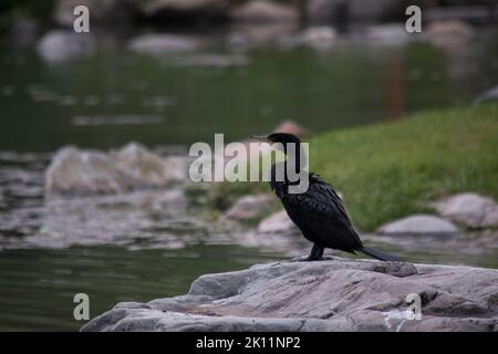 Oiseau noir du côté de la rivière. Phalacrocorax carbo Banque D'Images