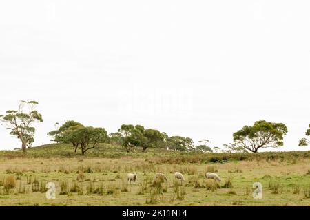 Moutons paître dans un enclos australien sur une ferme dans l'Outback avec eucalyptus gum arbres en arrière-plan Banque D'Images