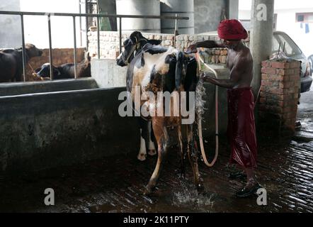 Amritsar, Inde. 14th septembre 2022. Un homme nettoie une vache dans un hangar de bétail dans un village du Punjab, en Inde, le 14 septembre 2022. Plus de 57 000 bovins sont morts en Inde au cours des quatre derniers mois et demi en raison de la maladie de la peau grumeleuse (LSD), qui continue de se propager dans le pays d'Asie du Sud. Les zones touchées comprennent la région capitale de Delhi, ainsi que les États de Haryana, du Punjab, du Gujarat, du Rajasthan, de l'Uttar Pradesh et de l'Andhra Pradesh. Credit: STR/Xinhua/Alay Live News Banque D'Images