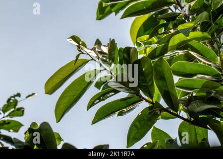 Gros plan d'une plante fruitière tropicale appelée soursop avec des feuilles vertes fraîches, fond ciel bleu vif Banque D'Images