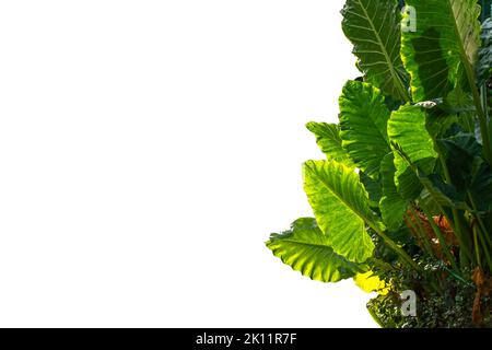 Un groupe de plantes ornementales avec de larges feuilles vertes appelé taro géant dont le squelette de feuille se distingue, isolé sur un fond blanc Banque D'Images
