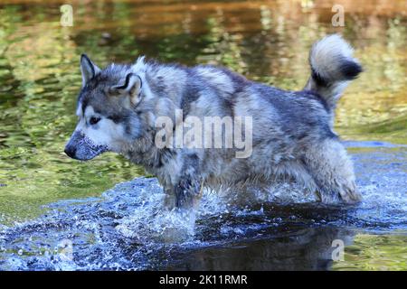 Chien malamute marchant dans la rivière, Québec, Canada Banque D'Images