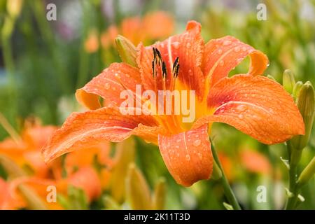 Gros plan d'Hemerocallis orange - fleurs de Daylys avec des gouttelettes d'eau en été. Banque D'Images