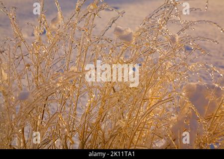 Arbustes vivaces couverts de glace photographiés dans la lumière tôt le matin en hiver. Banque D'Images