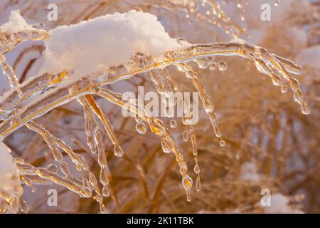 Branches d'arbustes couvertes de glace en hiver. Banque D'Images