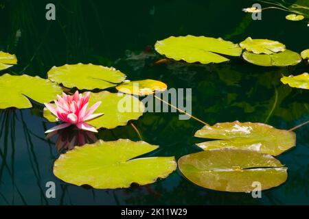 Nymphaea rose - fleur d'Anélis à la surface de l'étang au printemps. Banque D'Images