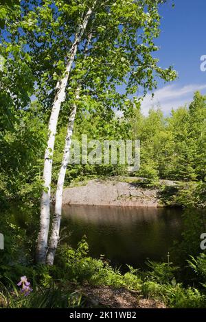 Betula papyrifera, - bouleau et lac au printemps. Banque D'Images