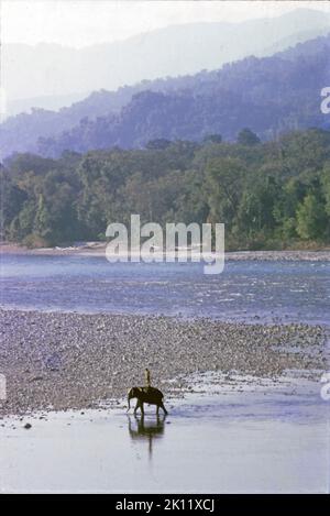 Mahout (gardien) prenant l'éléphant pour un frottage dans la rivière Manas après le travail de la journée. Parc national de Manas, Assam, Inde; décembre 1973. Banque D'Images