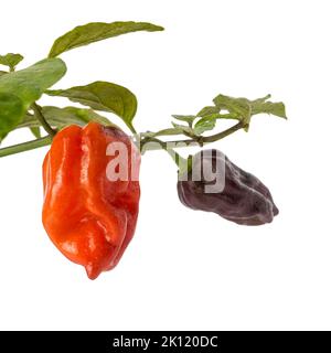 gros plan des piments habanero poussent dans la plante, rouge et pourpre variété chaude de piments, isolé sur fond blanc Banque D'Images