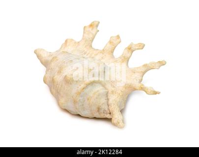 Image de lambis la coquille de la mer de scorpius, nom commun le conch de scorpion ou le conch d'araignée de scorpion, est une espèce de grand escargot de mer, un gastéropode marin mollu Banque D'Images