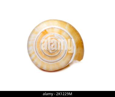 Le canarium de Laevistrombus (communément appelé conch canyin ou par son synonyme plus connu, Strombus canarium) est une espèce d'escargot de mer comestible. Escargot de mer Banque D'Images