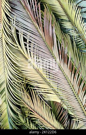 Feuilles de palmier tropicales multicolores, platte, vue de dessus, gros plan, cadre vertical Banque D'Images