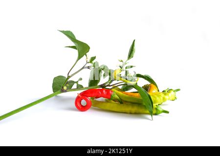 Branche de poivre de Cayenne avec feuilles, bourgeons, fleurs et fruits. Banque D'Images