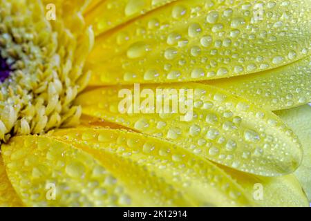 Une vue rapprochée d'une belle fleur jaune avec des gouttes d'eau. Banque D'Images