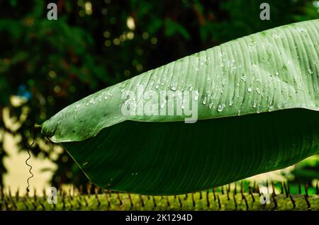 Les fleurs et les feuilles portent des gouttelettes, après la pluie. Banque D'Images