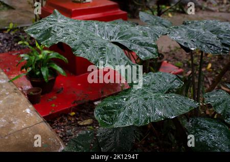 Les fleurs et les feuilles portent des gouttelettes, après la pluie. Banque D'Images