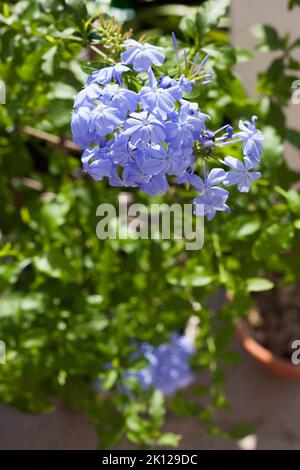 plante bleue plumbago plante semi-ligneuse vivace qui produit des fleurs bleues semblables au phlox Banque D'Images
