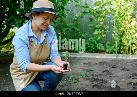 Un agronome agricole expérimenté examine la plantule de tomate germé dans la terre, avant de la planter dans le champ ouvert de la ferme écologique Banque D'Images