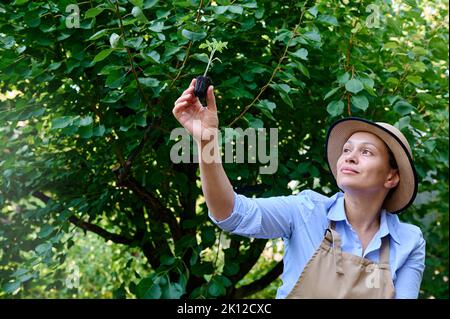 Charmante femme, fermier amateur inspecte un germiné sautant dans ses mains, avant du planter dans un champ agricole ouvert Banque D'Images