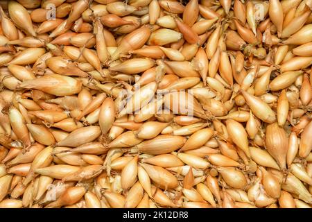 Arrière-plan de l'oignon jaune semis en gros plan. Texture des semis d'oignon. Des aliments écologiques et biologiques propres. Banque D'Images