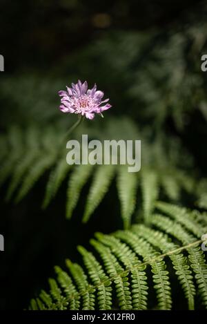 Fleur rose lavande simple de Scabiosa columbaria sur fond vert de fougères Banque D'Images