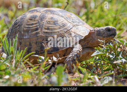 Tortue Banque D'Images