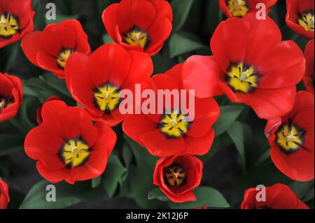 Tulipes triomphales (Tulipa) Red Label fleurissent dans un jardin en mars Banque D'Images