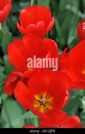 Tulipes triomphales (Tulipa) la lumière rouge fleurit dans un jardin en avril Banque D'Images