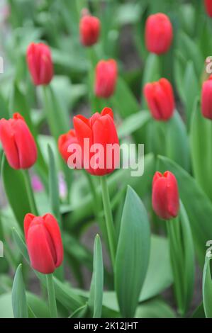 Tulipes triomphales (Tulipa) la lumière rouge fleurit dans un jardin en mars Banque D'Images