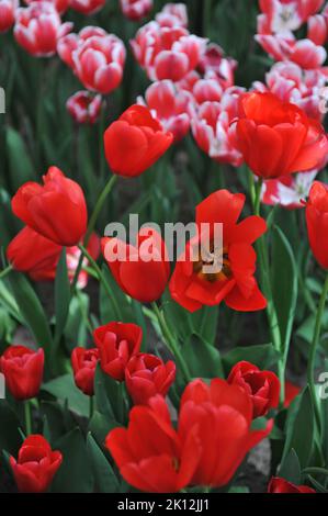 Tulipes triomphales (Tulipa) la lumière rouge fleurit dans un jardin en avril Banque D'Images