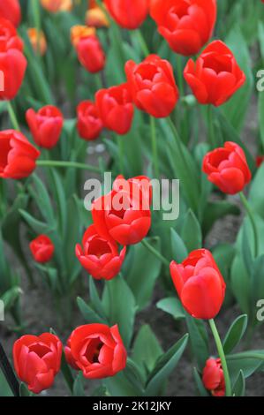 Tulipes triomphales (Tulipa) la lumière rouge fleurit dans un jardin en avril Banque D'Images