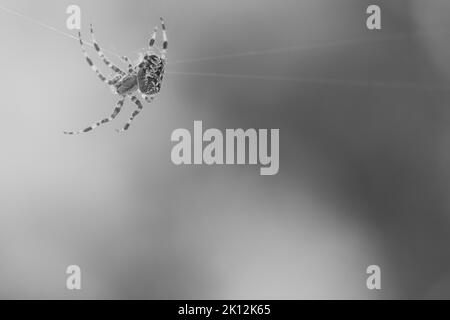 Croisillon tiré en noir et blanc, rampant sur un fil d'araignée. Halloween fright. Arrière-plan flou. Un chasseur utile parmi les insectes. Arachnide. Aïm Banque D'Images