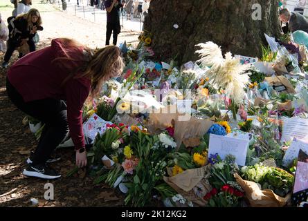 Londres, Royaume-Uni. 14th septembre 2022. Suite à la triste mort de sa Majesté la Reine, de beaux hommages floraux ont été laissés par les amateurs de tournants autour de la base des citronniers dans Buckingham Palace Gardens, Londres. Crédit : Maureen McLean/Alay Live News Banque D'Images